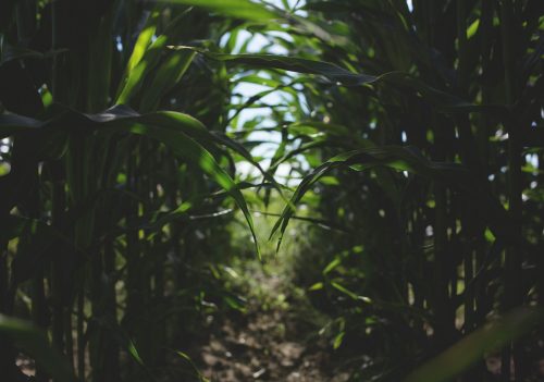 freestocks-8tQz4xqcxb4-unsplash